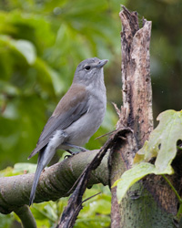 Gray Shrike-thrush