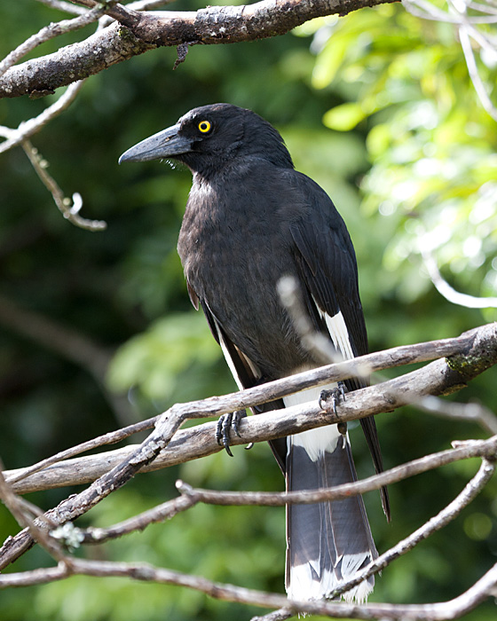 [Pied Currawong]
