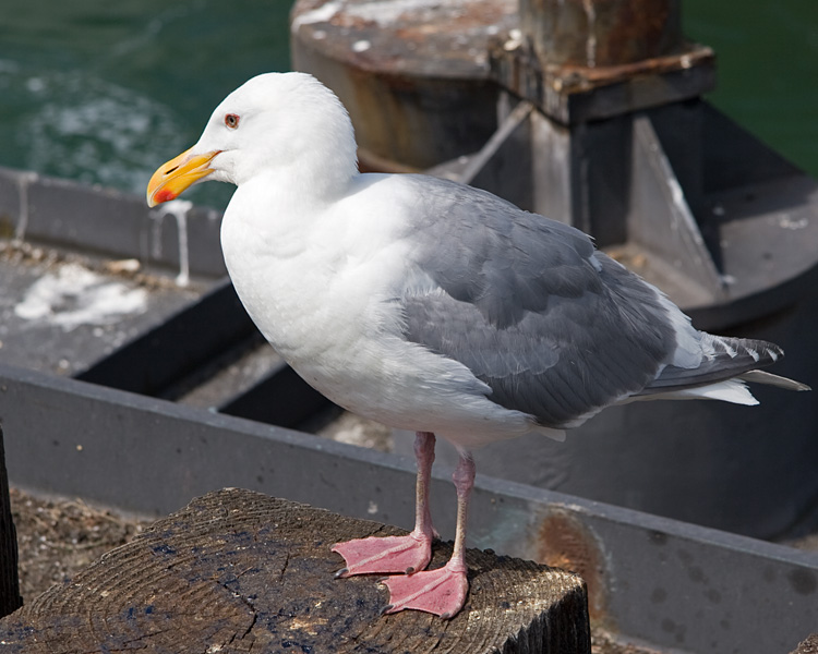 [Glaucous-winged Gull]