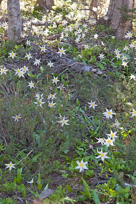 [Avalanche Lilies]