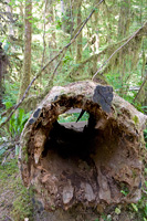 Hollow Log