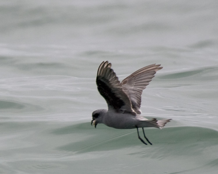 [Fork-tailed Storm-Petrel]