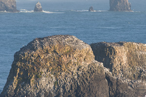 Seabird Rocks