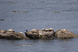 Seals and Cormorant