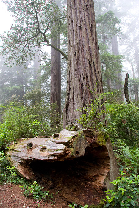 [Redwoods]