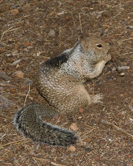 [California Ground-Squirrel]