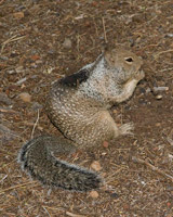 California Ground-Squirrel