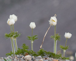 Western Pasque Flower