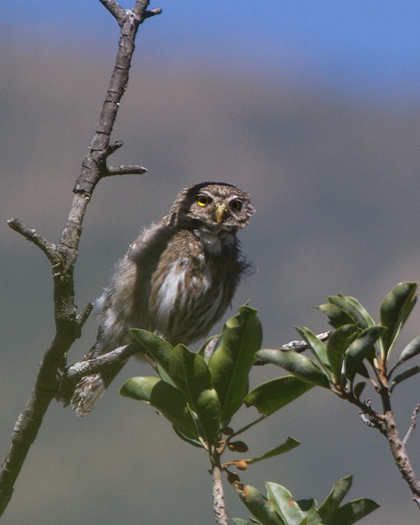 [Peruvian Pygmy-Owl]