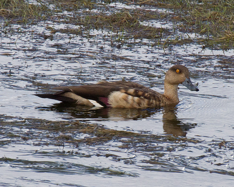 [Crested Duck]