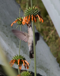 Spot-throated Hummingbird