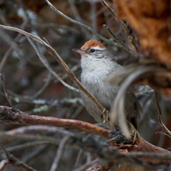 Baron's Spinetail