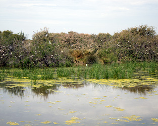 Wetland at Coto Doñana