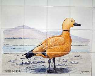 Ruddy Shelduck on Wall