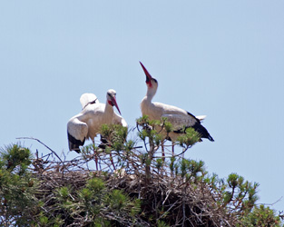 White Storks on Nest