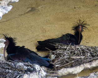 Northern Bald-Ibis on Nest