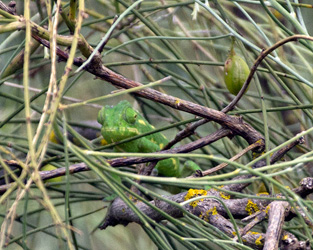 Mediterranean Chameleon