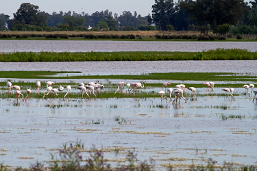 Greater Flamingos