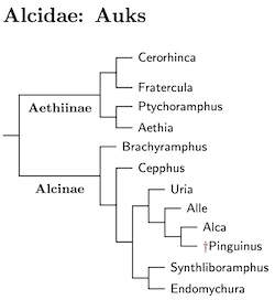 Click for Alcidae species tree