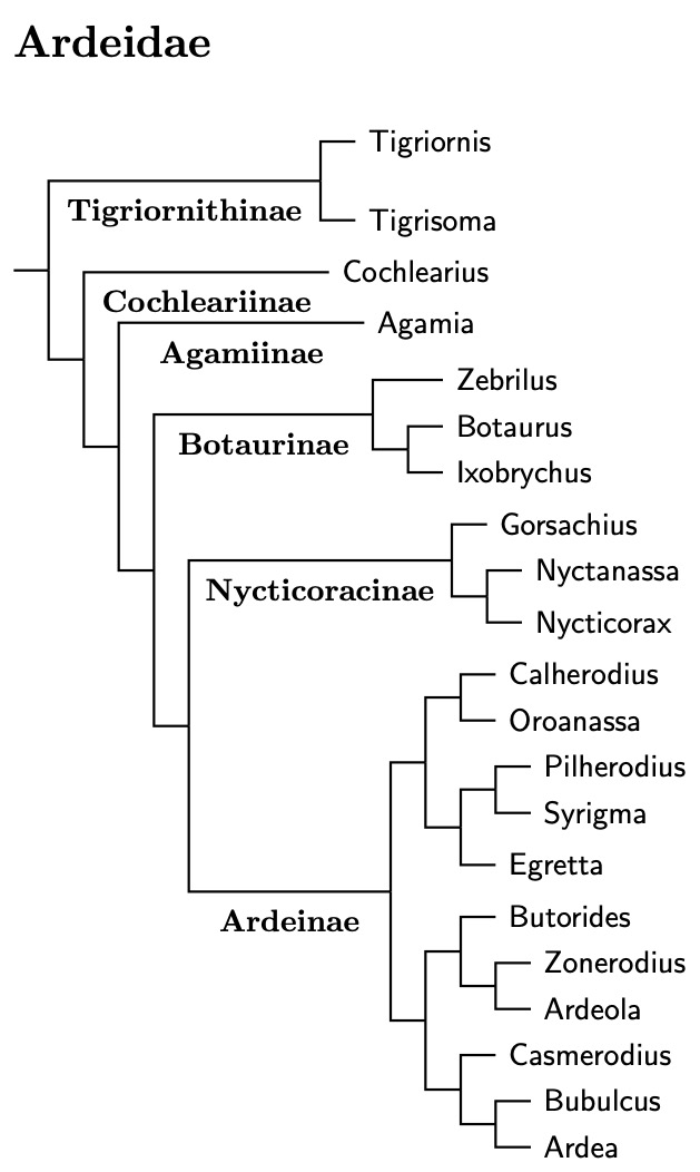 Ardeidae tree