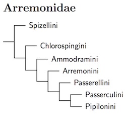 Arremonidae tree