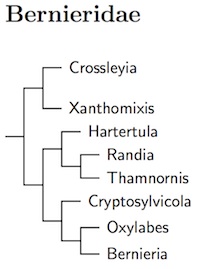 Bernieridae species tree