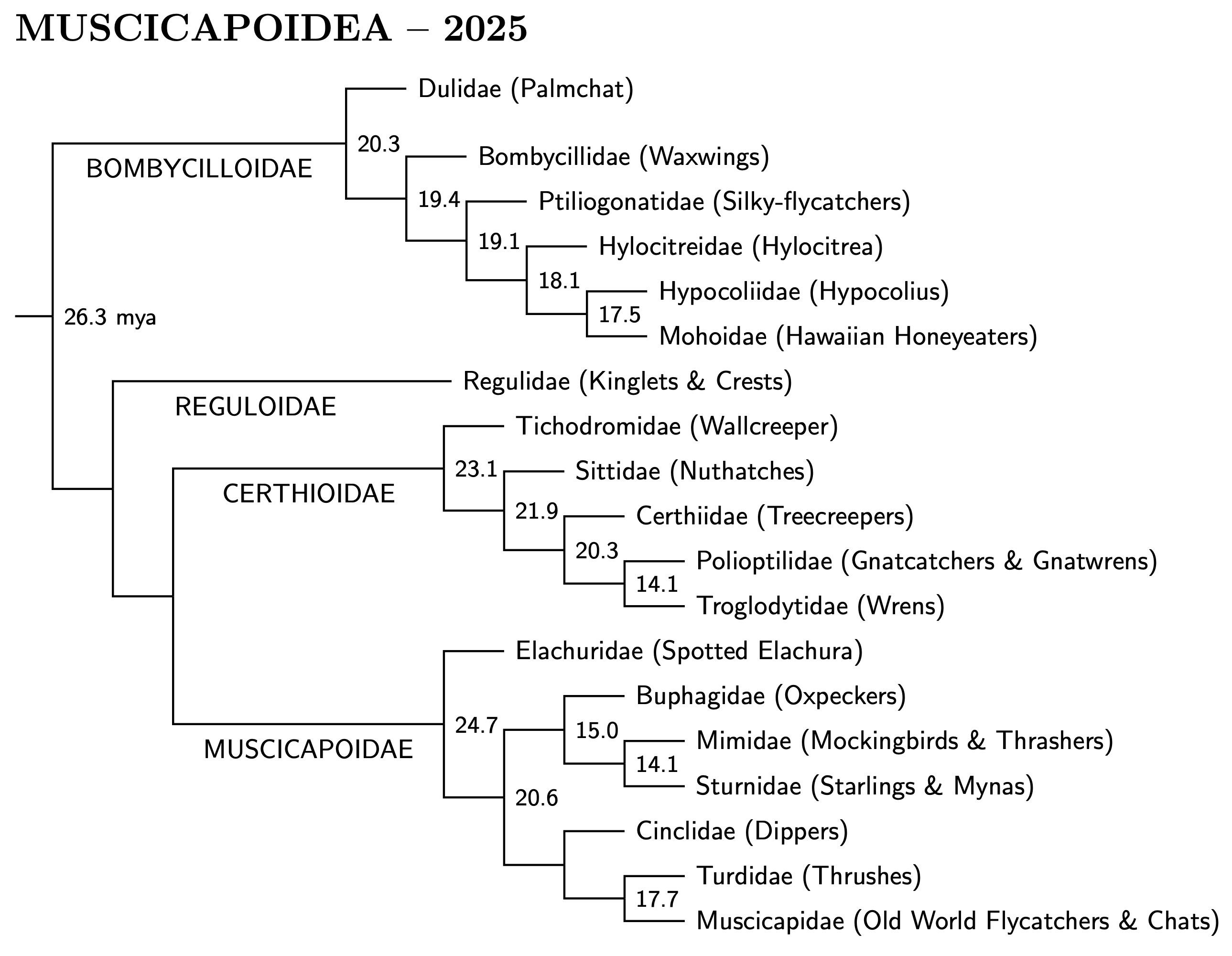 Expanded Muscicapoidea tree