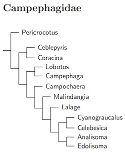 Click for Campephagidae tree