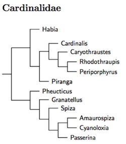 Click for Cardinalidae tree