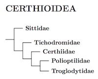 Certhioidea tree