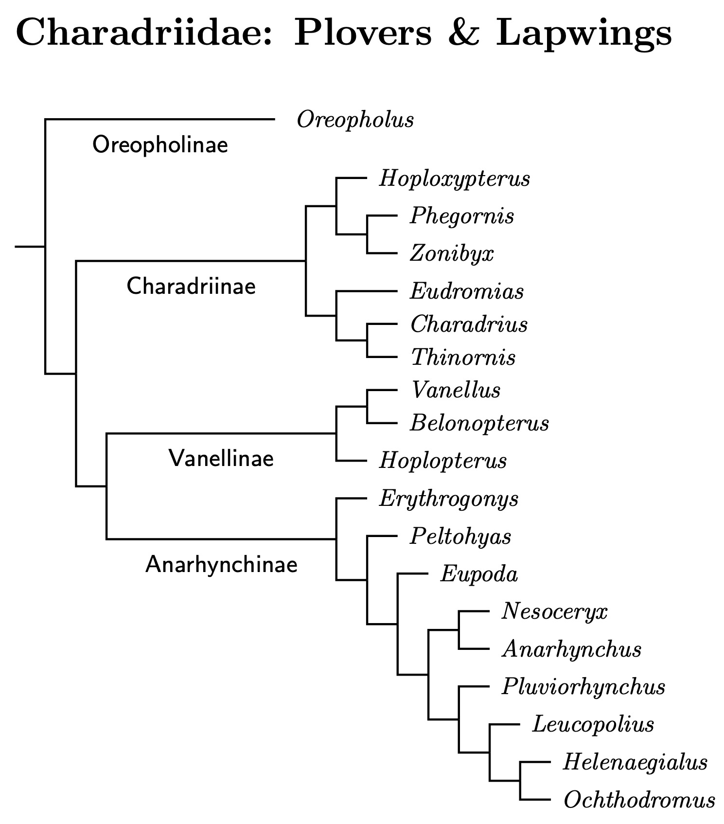 Click for Charadriidae species tree