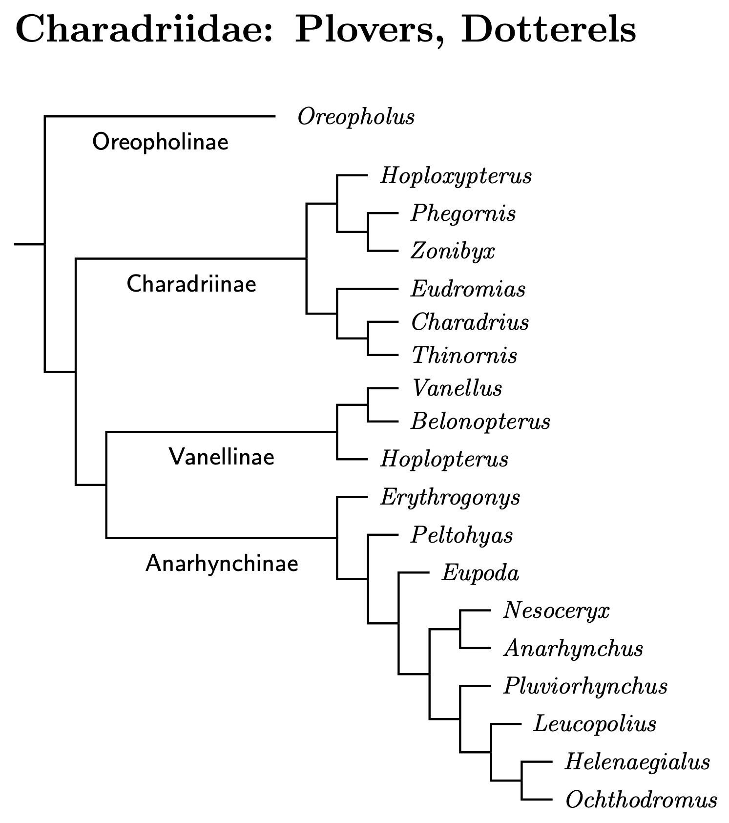 Click for Charadriidae species tree