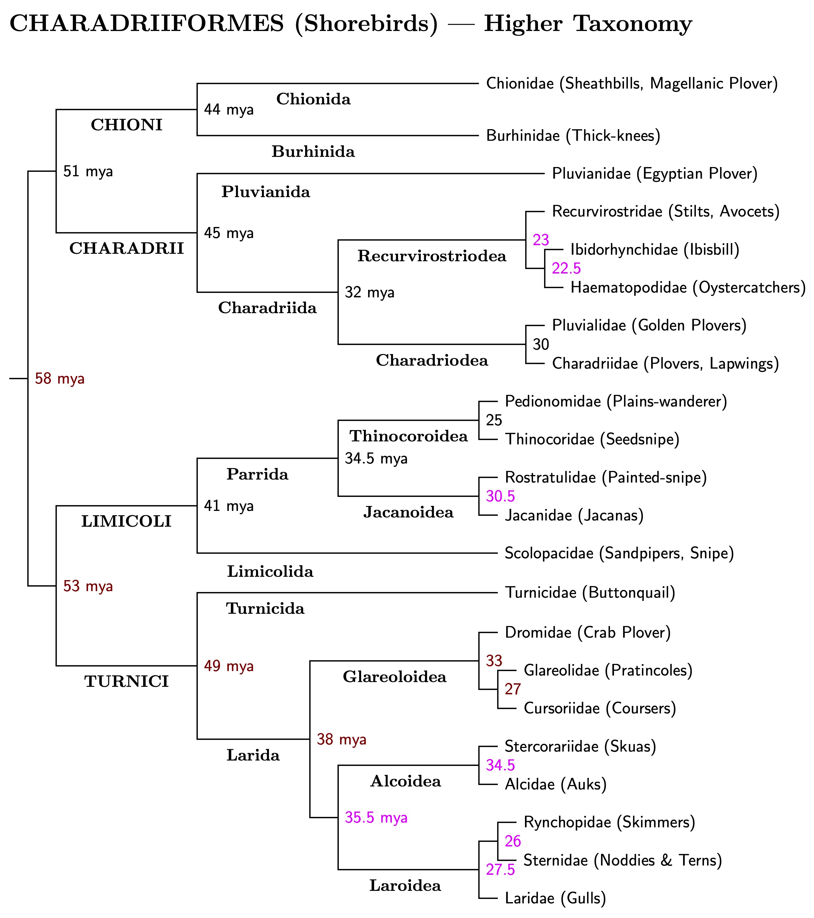 Click for Charadriiformes genus tree