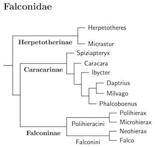Click for Falconidae tree