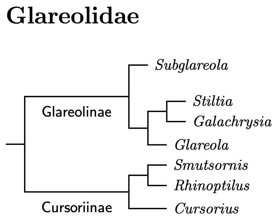 Click for Coursers and Pratincole tree