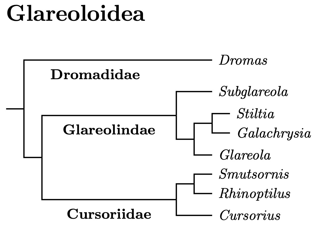 Click for Coursers and Pratincole tree