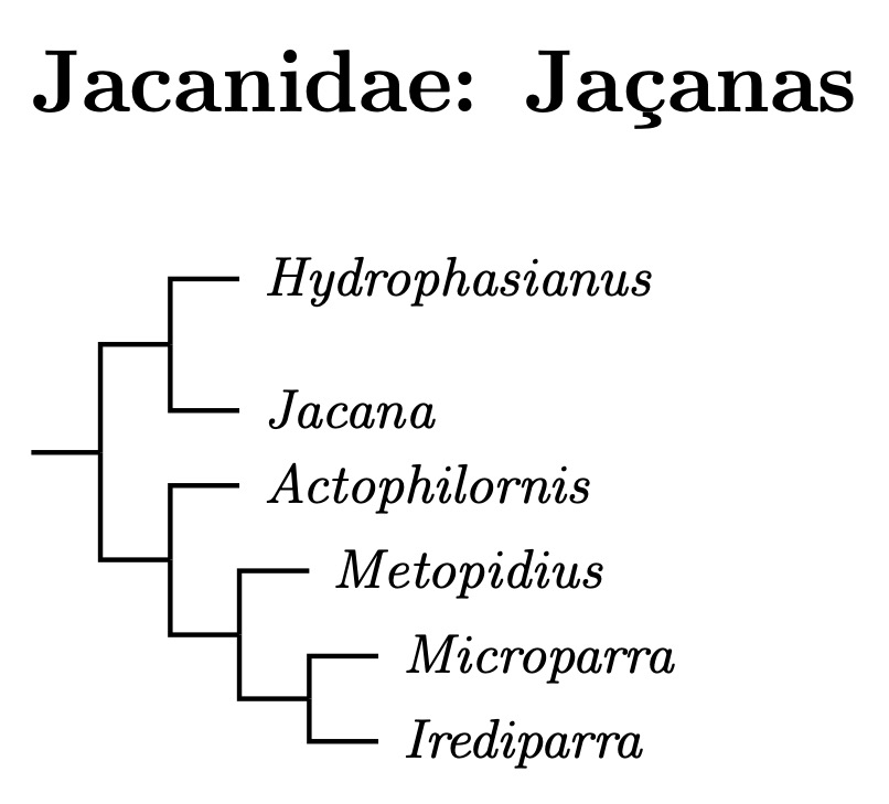 Click for Jacanidae species tree