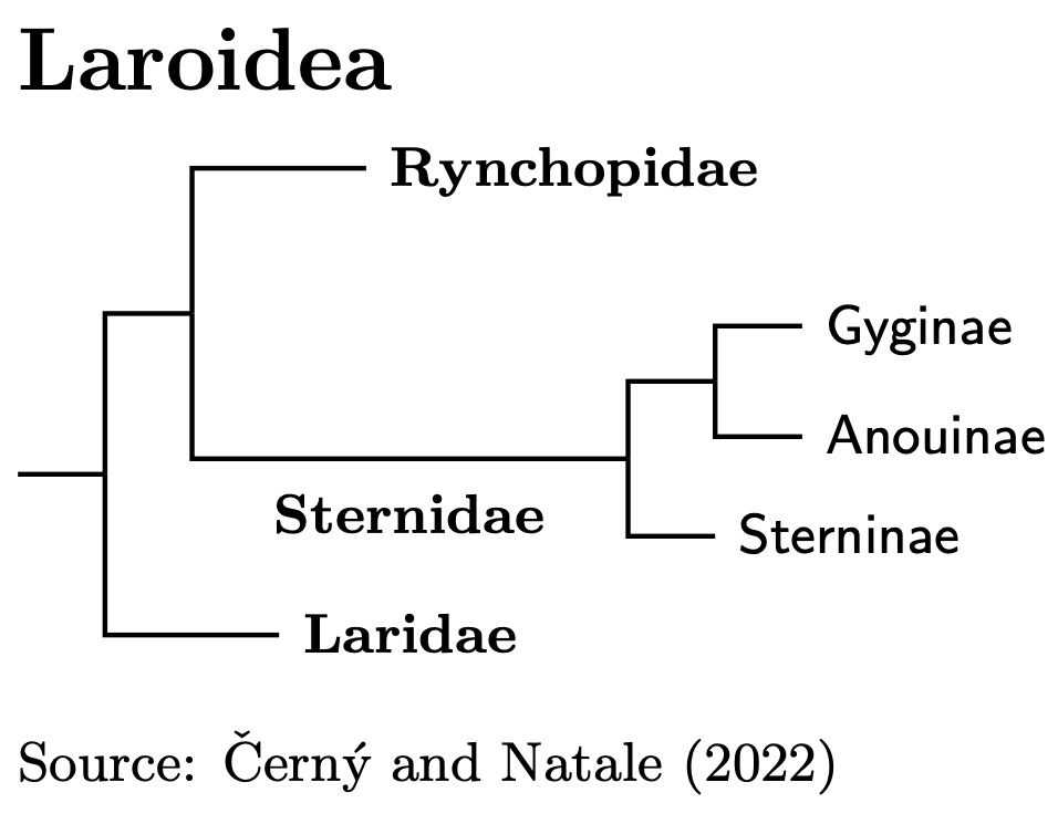 Laroidea Subfamilies