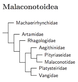 Malaconotoidea tree