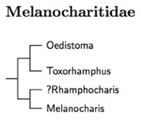 Melanocharitidae tree