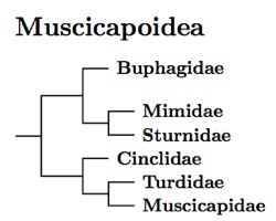 Muscicapoidea tree