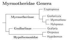 Click for Myrmotheridae tree