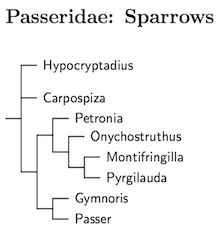 Click for Passeridae species tree