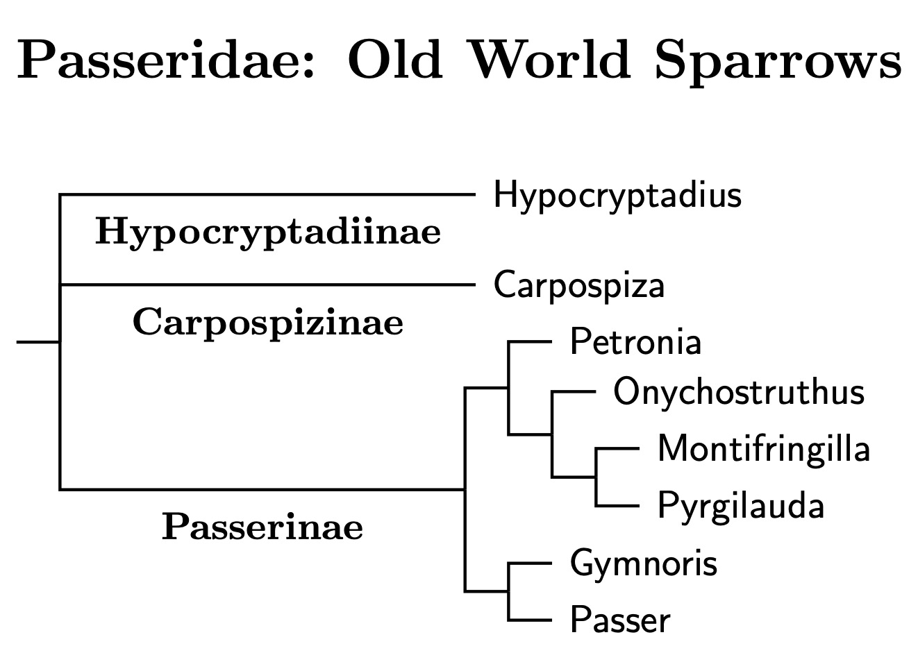 Click for Passeridae species tree