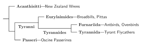 Extant Passeriformes