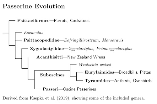 Passerine Evolution