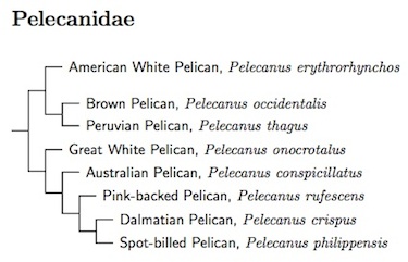 Pelican tree