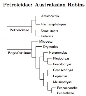 Click for Ciconiidae tree