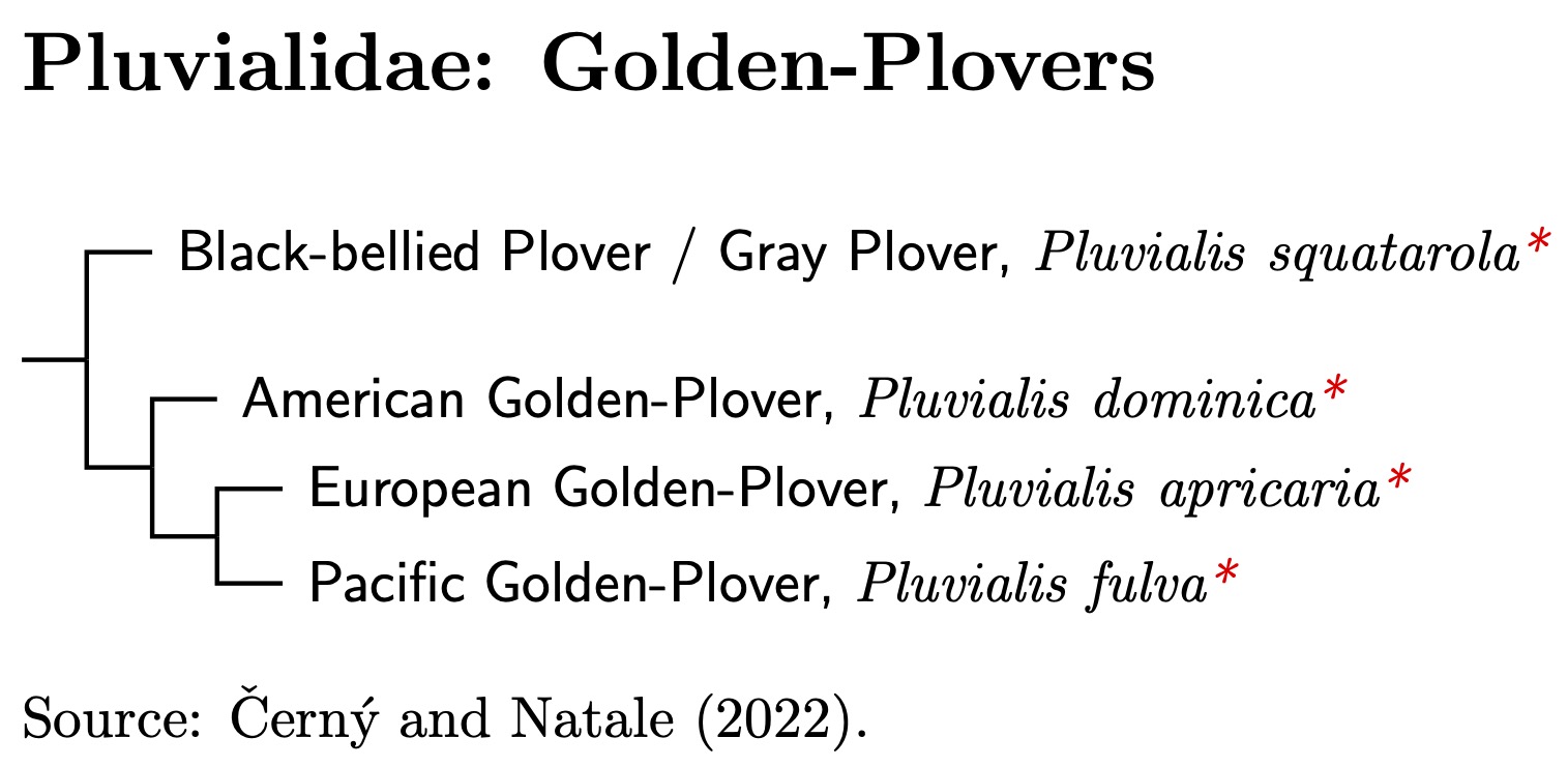 Pluvialidae species tree