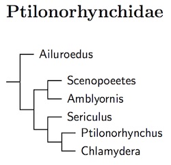 Ptilonorhynchidae